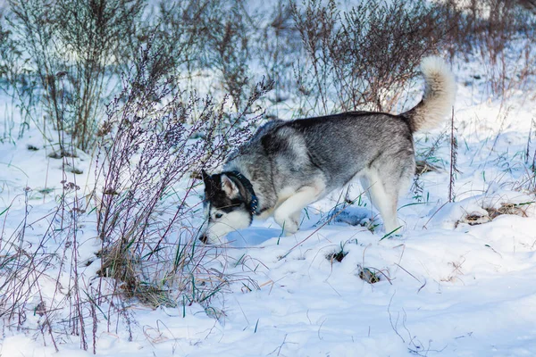 Een Vrolijke Grappige Beige Witte Siberische Husky Hond Loopt Langs — Stockfoto