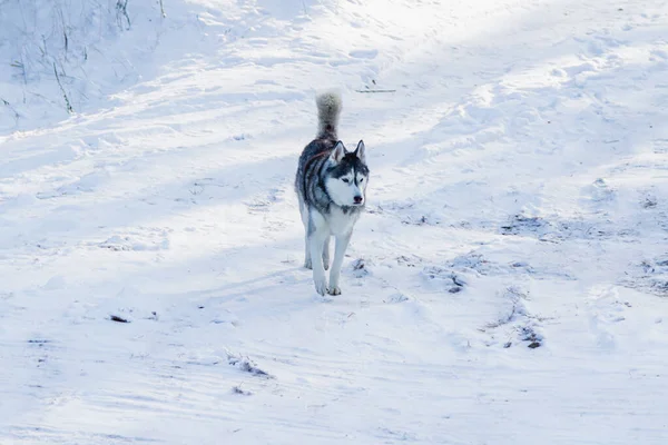 Een Vrolijke Grappige Beige Witte Siberische Husky Hond Loopt Langs — Stockfoto