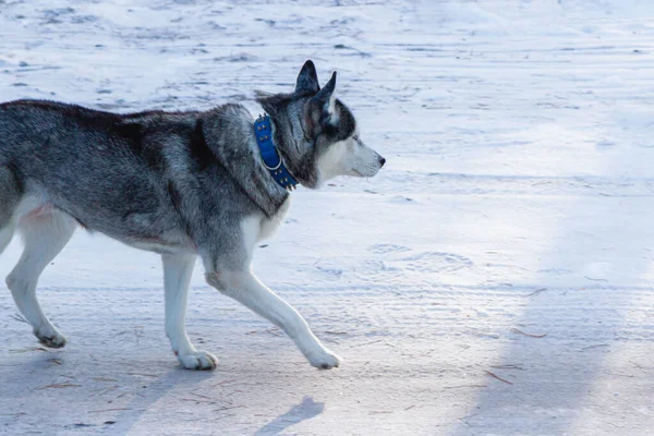 Een Vrolijke Grappige Beige Witte Siberische Husky Hond Loopt Langs — Stockfoto