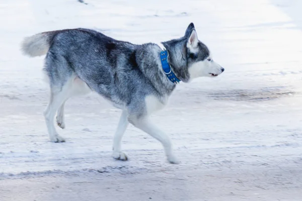 Een Vrolijke Grappige Beige Witte Siberische Husky Hond Loopt Langs — Stockfoto