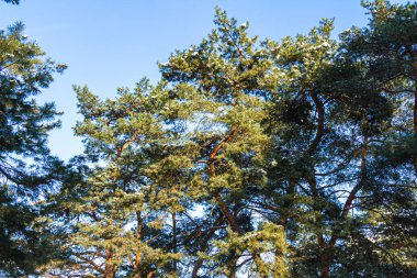 Yeşil ladin dalları dokulu bir arka plan olarak. Kışın karla kaplı güzel bir ladin dalı. Noel ağacı dışarıda, karda.
