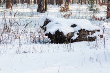 Ormanda, karların altında eski bir kütük. Yakın plan..