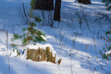 Ormanda, karların altında eski bir kütük. Yakın plan..