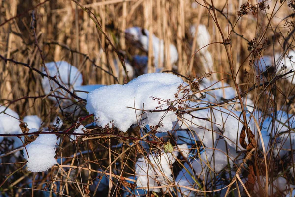 Invierno Pueblo Lago Invierno Cubierto Hielo Nieve Cañas Pista Agua —  Fotos de Stock