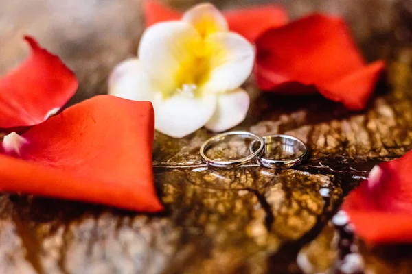 Svatební Prsteny Okvětní Lístky Růží — Stock fotografie