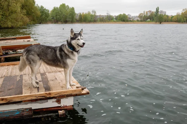 Grijs Witte Siberische Husky Teef Hond Zit Een Bruine Houten — Stockfoto