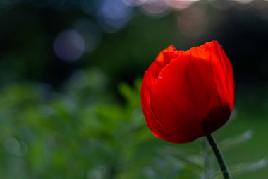 Kıllı çiçek tomurcuklarıyla yeşil arka planda izole edilmiş kırmızı gelincik çiçekleri. Güzel, kırmızı, çiçek açan gelinciklere yakın doğal bir tarlada ya da mavi gökyüzünde