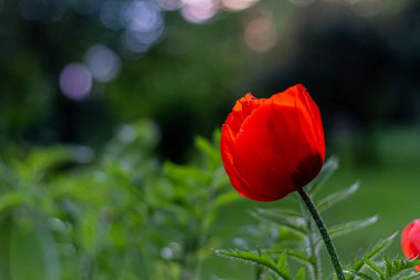 Kıllı çiçek tomurcuklarıyla yeşil arka planda izole edilmiş kırmızı gelincik çiçekleri. Güzel, kırmızı, çiçek açan gelinciklere yakın doğal bir tarlada ya da mavi gökyüzünde