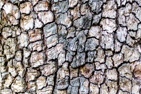 Abstract Textured Bark Background Close View Oak Tree Bark Copy — Stock Photo, Image