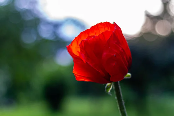 Red poppy flowers isolated on green nature background with hairy flower buds. Close up of beautiful, red, blooming poppies in a natural field or blue sky backround