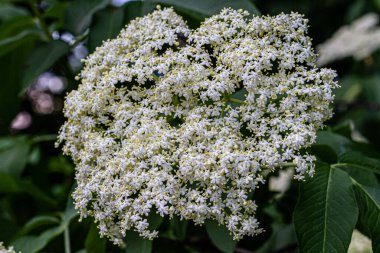 Mürver çiçeği, yakın plan. Bahçede çiçek açan elder çiçeği (Sambucus nigra, yaşlı, mürver, siyah yaşlı, siyah leylak, Avrupalı yaşlı, Avrupa mürver böğürtlen, Avrupa siyah mürver)