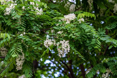 Acacia tree blooming in the spring. Flowers branch with a green background. White acacia flowering, sunny day. Abundant flowering. Source of nectar for tender fragrant honey, summer