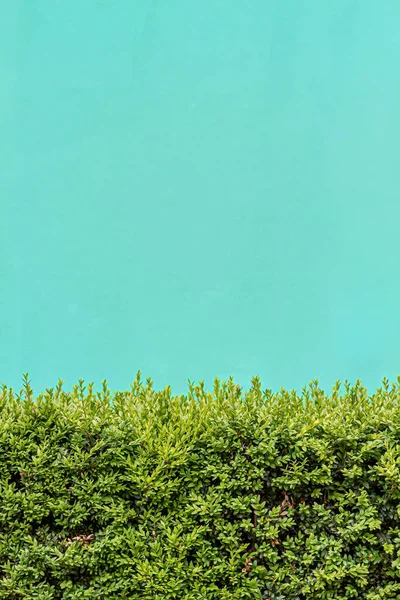 stock image Evergreen box bush (Common Box, European Box, Buxus Sempervirens). Close-up of evergreen bush with colored background.