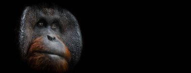 Orangutan 'ın siyah arkaplanlı portresinin şablonu