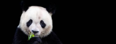 Siyah arkaplanı olan panda portresi şablonu