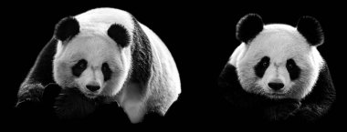 Siyah arkaplanı olan panda portresi şablonu