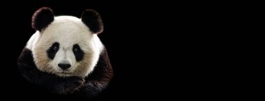 Siyah arkaplanı olan panda portresi şablonu