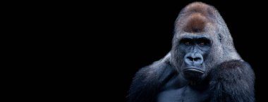 Siyah arkaplanlı Gümüş Portre Şablonu