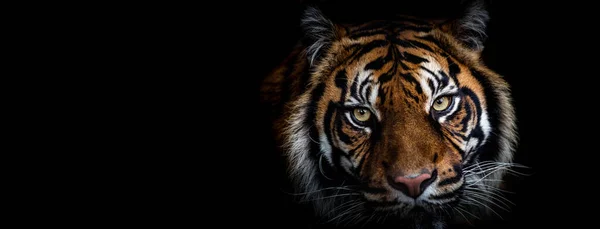 Plantilla Retrato Tigre Con Fondo Negro —  Fotos de Stock