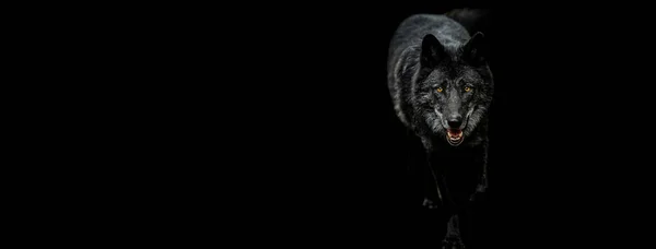 Vorlage Des Portraits Des Schwarzen Wolfes Mit Schwarzem Hintergrund — Stockfoto