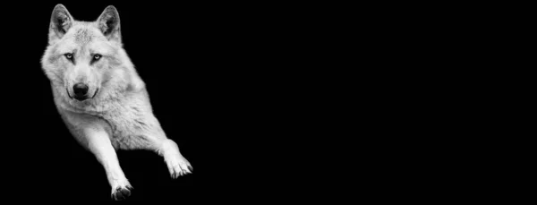 Template of Portrait of white wolf with a black background