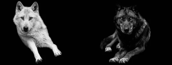 Modelo Retrato Lobo Branco Lobo Negro Com Fundo Preto — Fotografia de Stock