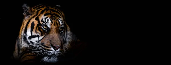 Szablon Portretu Tygrysa Czarnym Tłem — Zdjęcie stockowe