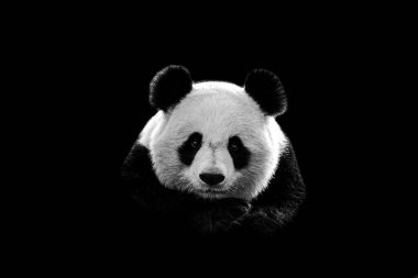 Siyah arkaplanı olan panda portresi