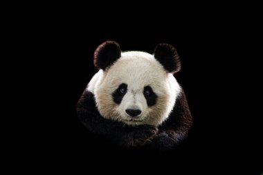 Siyah arkaplanı olan panda portresi