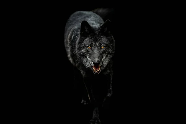 Retrato Lobo Negro Con Fondo Negro — Foto de Stock