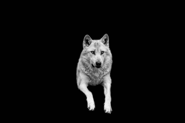 Portrait of white wolf with a black background