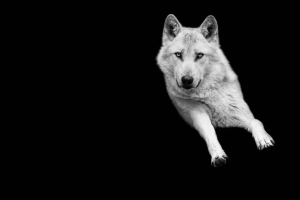 Retrato Lobo Branco Com Fundo Preto — Fotografia de Stock