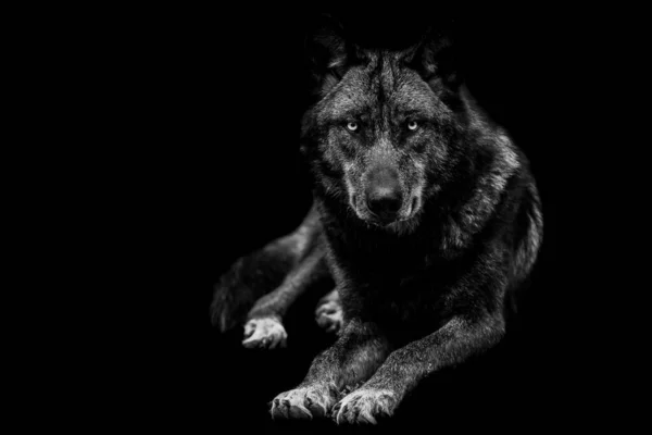 Portrait Black Wolf Black Background — Stock Photo, Image
