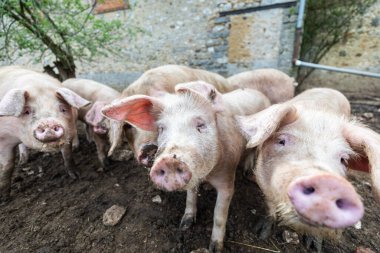 Organik Fransız çiftliğindeki bir domuz.