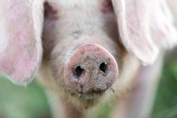 Свинья на французской ферме.