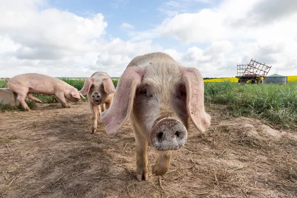 Een Varken Een Biologische Franse Boerderij — Stockfoto