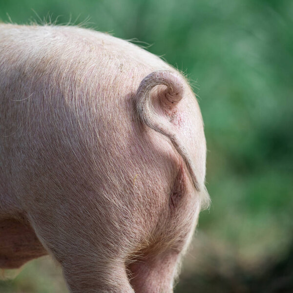 Свинья на французской ферме.