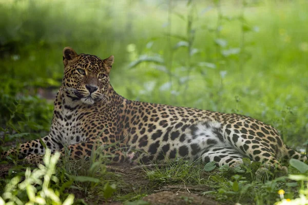 Леопард Отдыхает Лесу — стоковое фото