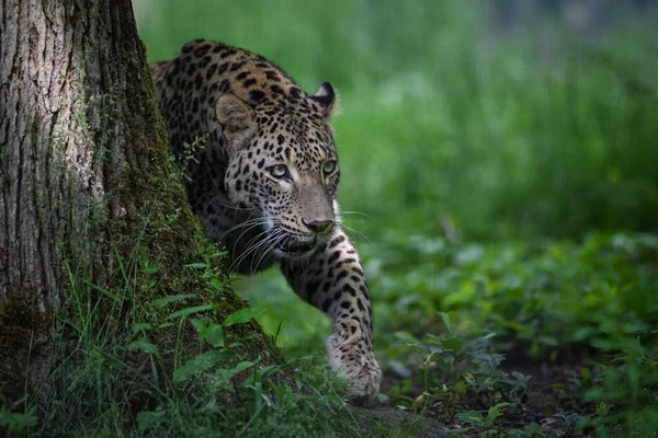 Leopardo Descansa Bosque —  Fotos de Stock