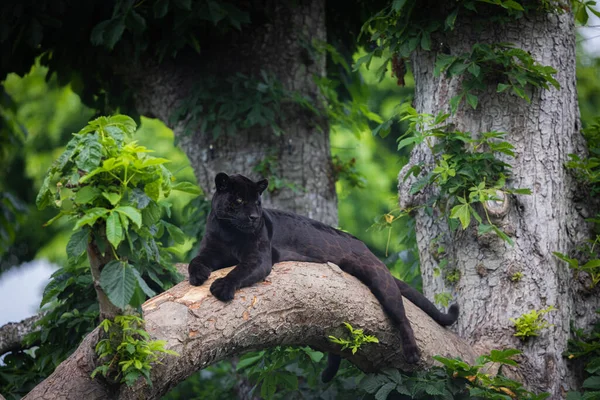 Une Jaguar Noire Repose Dans Jungle — Photo