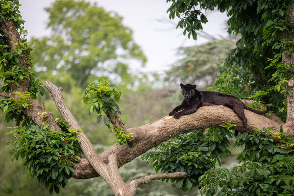 A black Jaguar is resting in the jungle