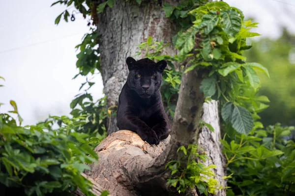 Une Jaguar Noire Repose Dans Jungle — Photo