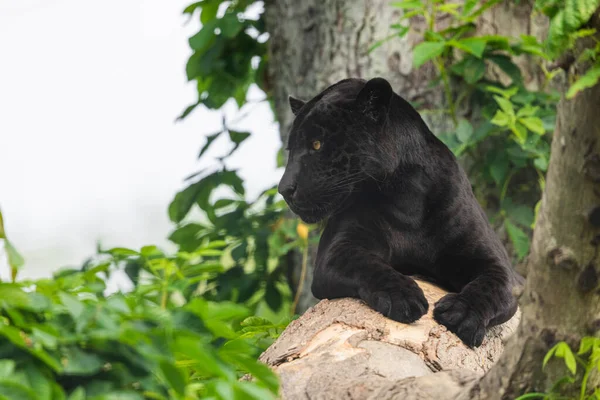 黒のジャガーがジャングルの中で休んでいる — ストック写真