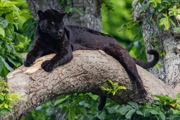 A black Jaguar is resting in the jungle