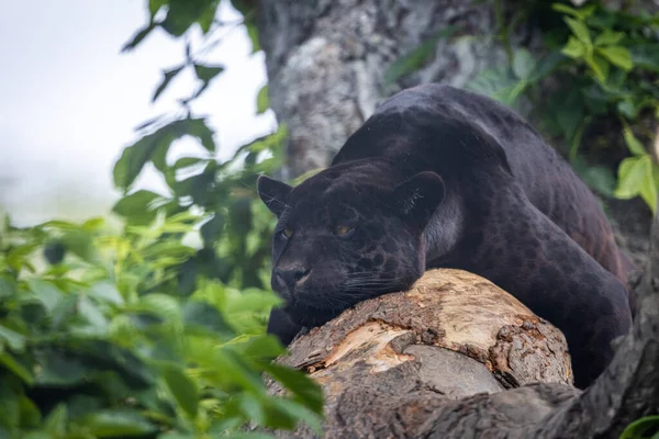 Une Jaguar Noire Repose Dans Jungle — Photo