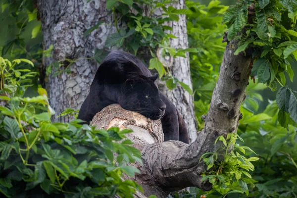 Una Jaguar Nera Riposa Nella Giungla — Foto Stock