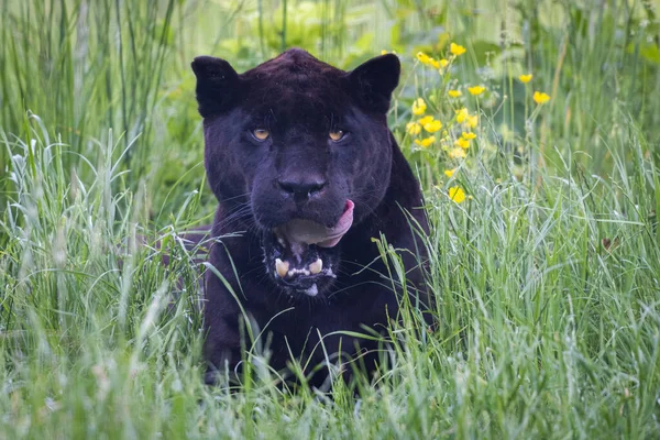 Jaguar Preto Está Descansando Selva — Fotografia de Stock
