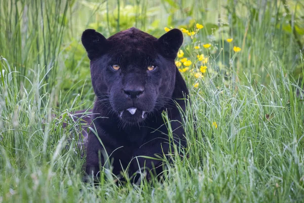 Svart Jaguar Vilar Djungeln — Stockfoto