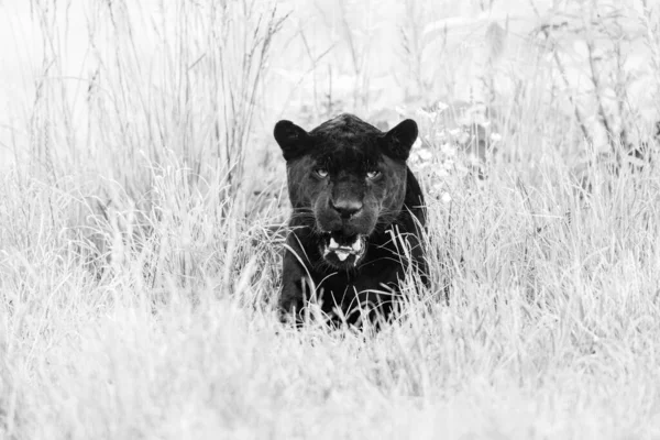 Ein Schwarzer Jaguar Ruht Dschungel — Stockfoto