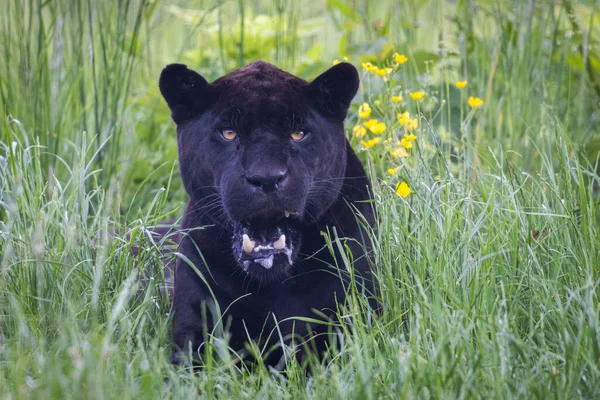 Egy Fekete Jaguár Pihen Dzsungelben — Stock Fotó